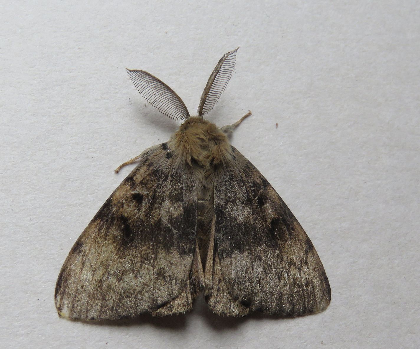 Male Gypsy Moth 